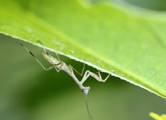 中华典故丨螳螂搏轮：其实“螳臂当车”不是你理解的意思(螳臂当车自不量力)