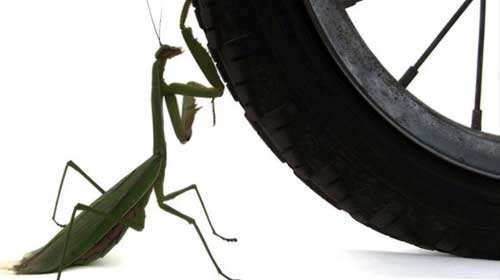 中华典故丨螳螂搏轮：其实“螳臂当车”不是你理解的意思(螳臂当车自不量力)