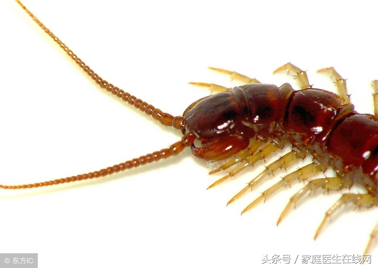 被蜈蚣咬了怎么办？除了赶快就医，还可以这样做