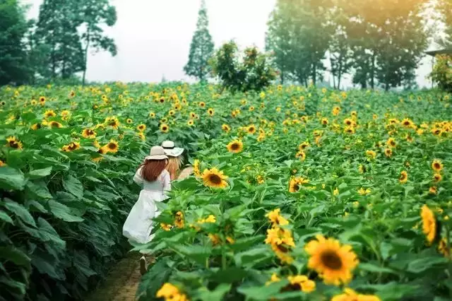 不自驾也能嗨遍四川!55个景区都有直通车了,在成都就能坐!