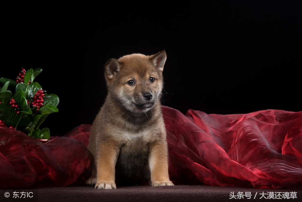 科普：魔术表演的定义、原理、起源、历史、发展、派系、秘术