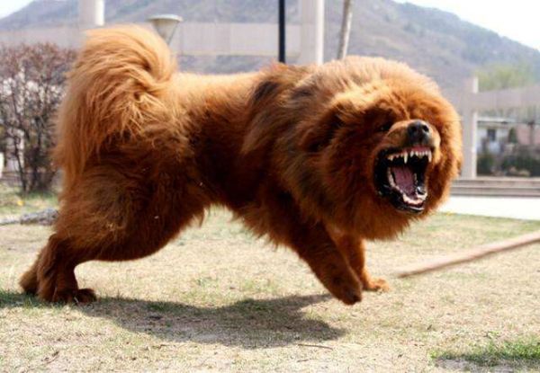 鬼獒是什么样子的