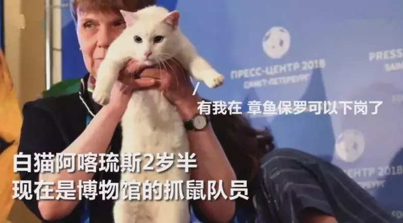 猫咪世界杯高清视频(猫咪预言本届世界杯，澳大利亚有望爆冷？听说用大猫预测更准！)