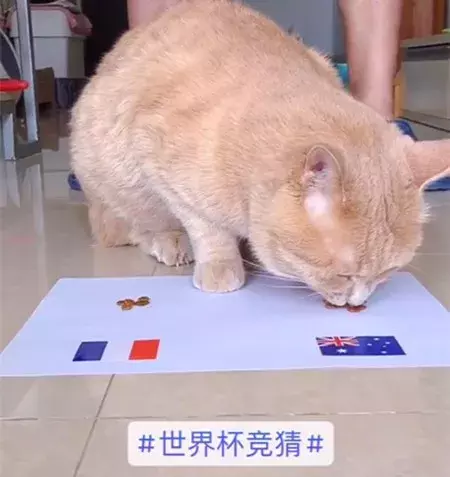 猫咪世界杯高清视频(猫咪预言本届世界杯，澳大利亚有望爆冷？听说用大猫预测更准！)