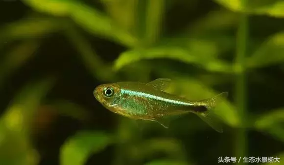 红玫瑰鱼价格(灯鱼大全) - bat日报