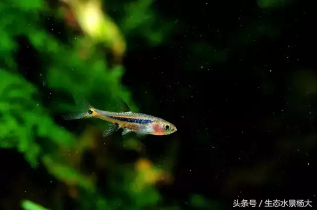 红玫瑰鱼价格(灯鱼大全) - bat日报