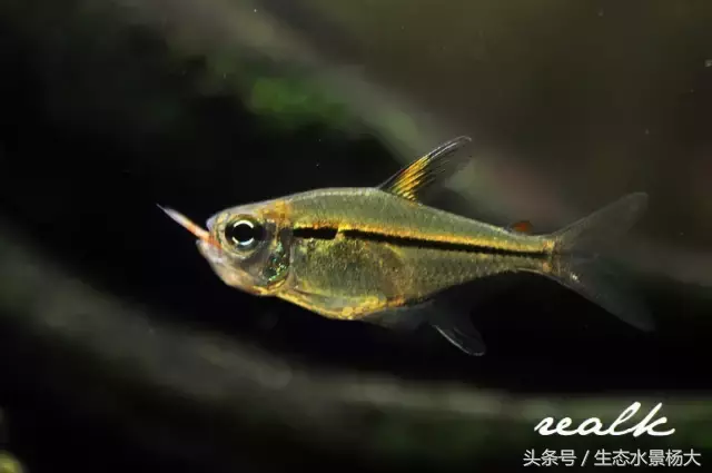 红玫瑰鱼价格(灯鱼大全) - bat日报