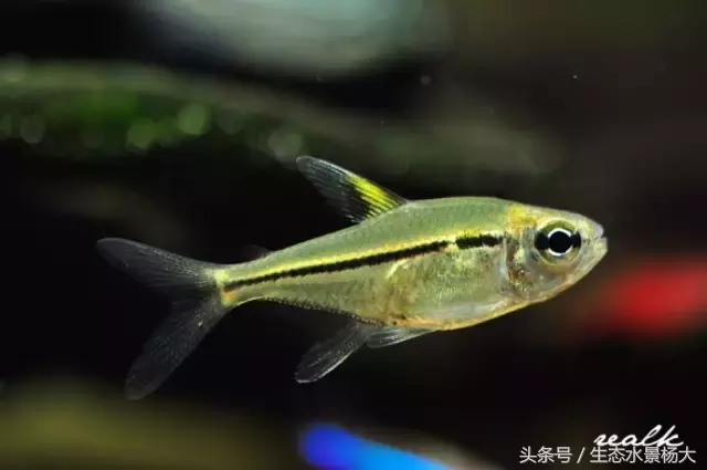 红玫瑰鱼价格(灯鱼大全) - bat日报