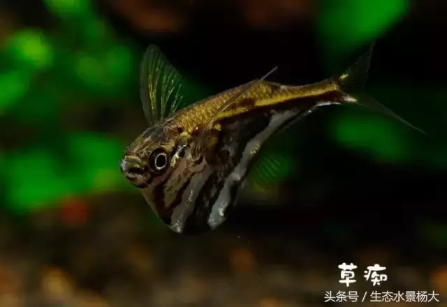 红玫瑰鱼价格(灯鱼大全) - bat日报