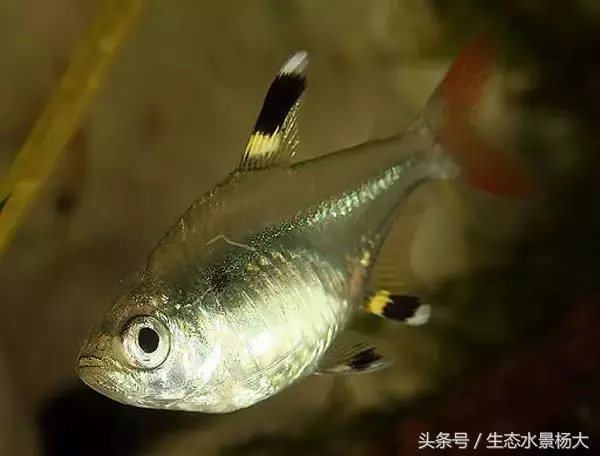 红玫瑰鱼价格(灯鱼大全) - bat日报