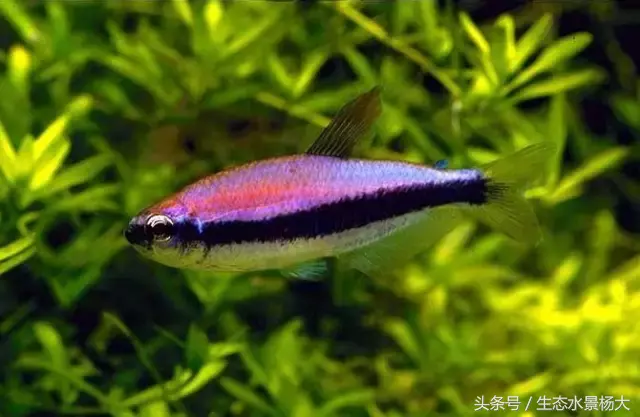 红玫瑰鱼价格(灯鱼大全) - bat日报