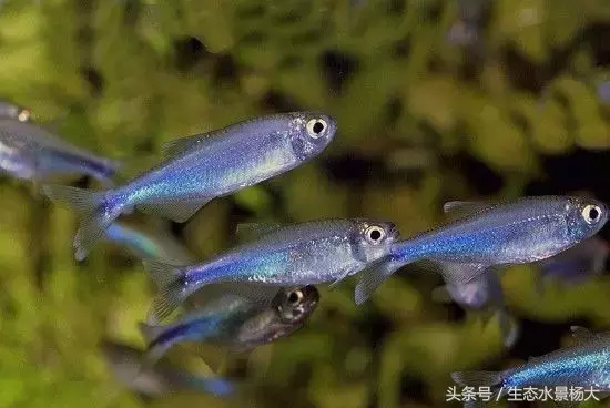 红玫瑰鱼价格(灯鱼大全) - bat日报