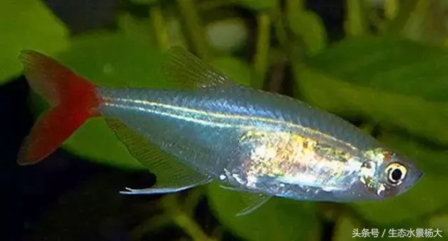 红玫瑰鱼价格(灯鱼大全) - bat日报