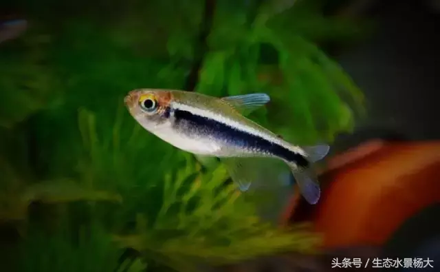 红玫瑰鱼价格(灯鱼大全) - bat日报