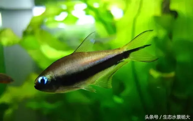 红玫瑰鱼价格(灯鱼大全) - bat日报