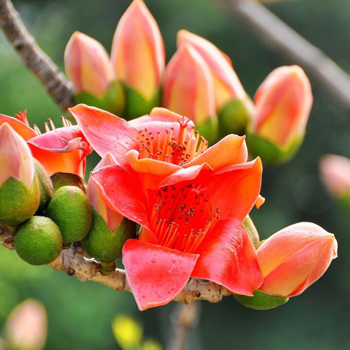 木棉花花语和寓意（看了多年木棉花才知背后寓意如此美好）