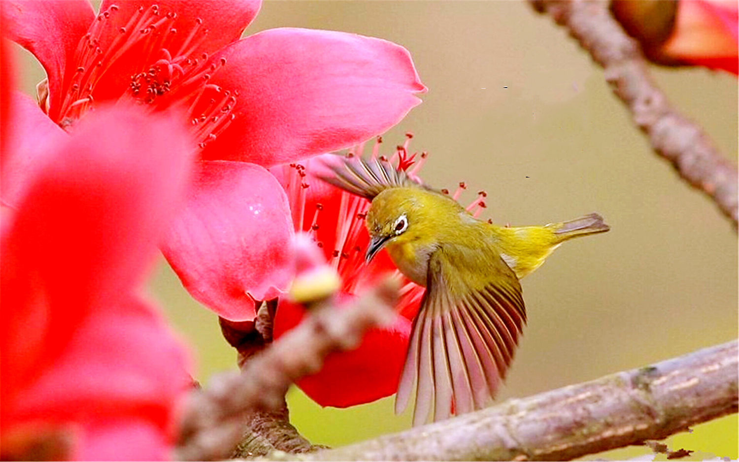 木棉花花语和寓意（看了多年木棉花才知背后寓意如此美好）