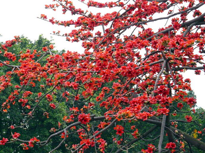 木棉花花语和寓意（看了多年木棉花才知背后寓意如此美好）