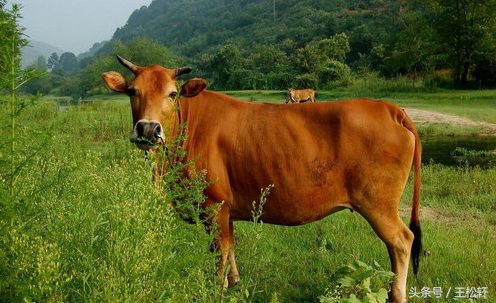 五大良种黄牛之首：南阳黄牛