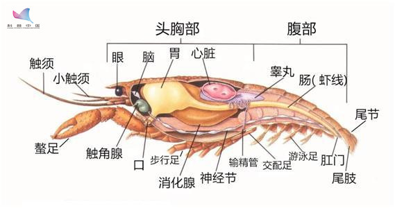 看世界杯为什么要吃龙虾(小龙虾为何如此美味？怎么做更好吃？)