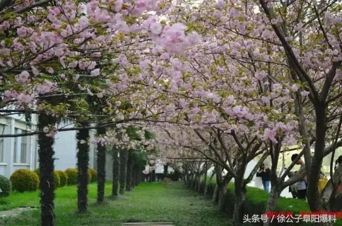 同学，我不想骗你！千万别报阜阳师范学院！