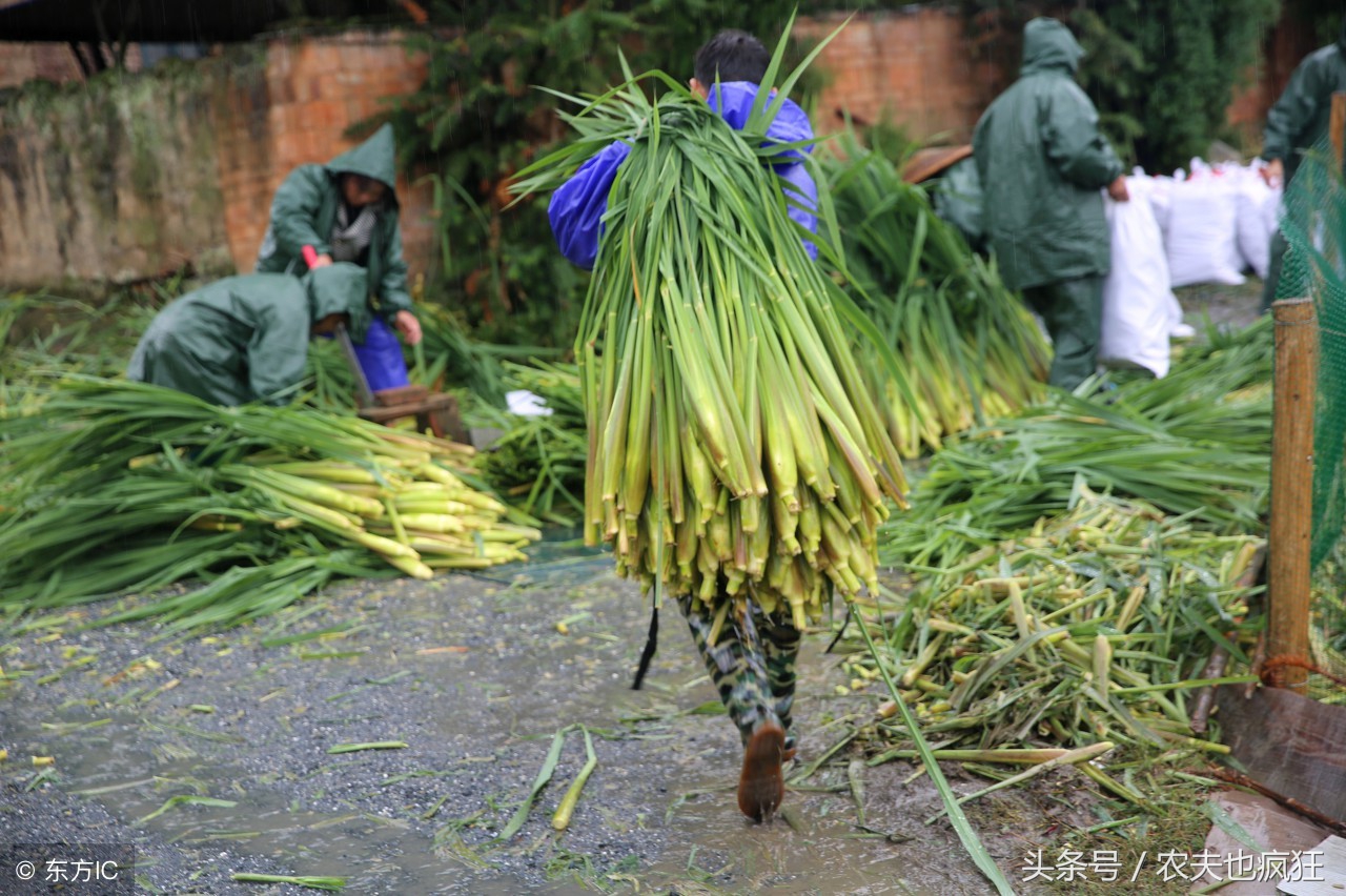 茭白在农村叫什么 -生活知识库-动动脑