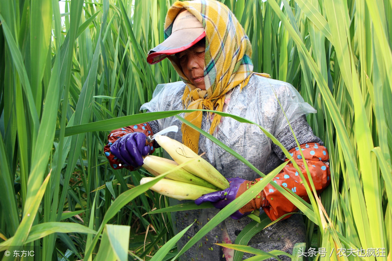 茭白在农村叫什么 -生活知识库-动动脑