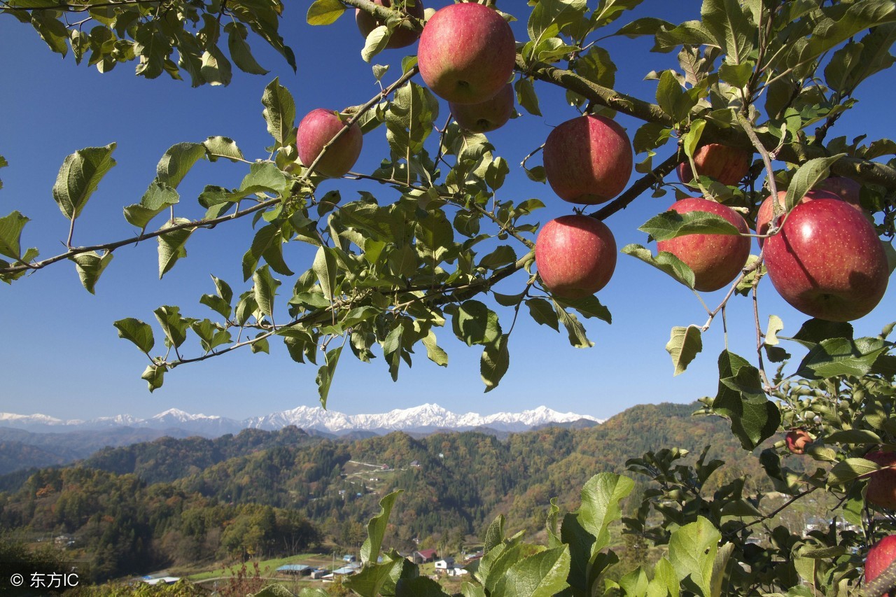 今天苹果多少钱一斤？最新产区苹果收购价格行情信息「全国」