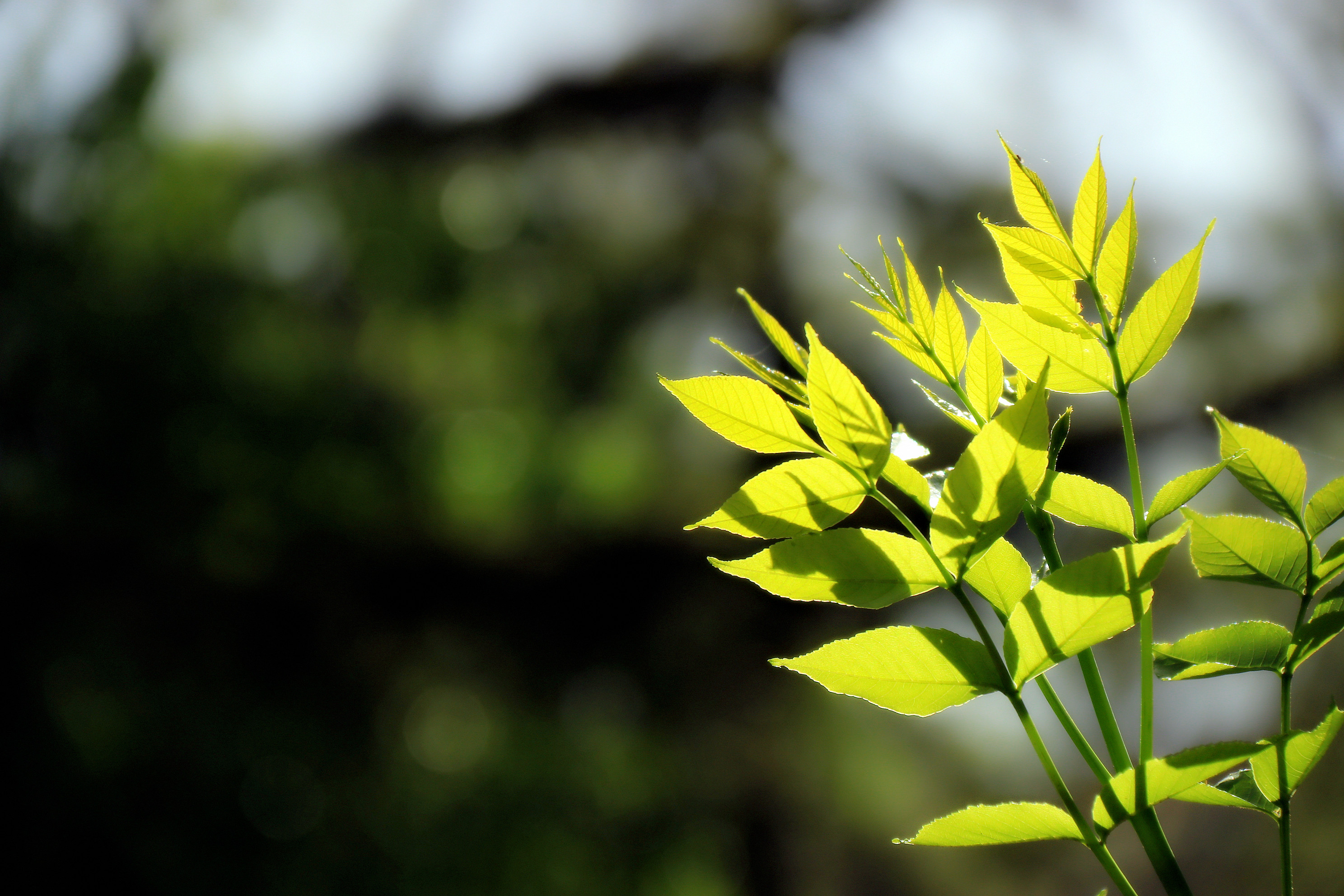 门外春将半,闲花处处开_芳草春回依旧绿,梅花时到自然香 - 成语词句网