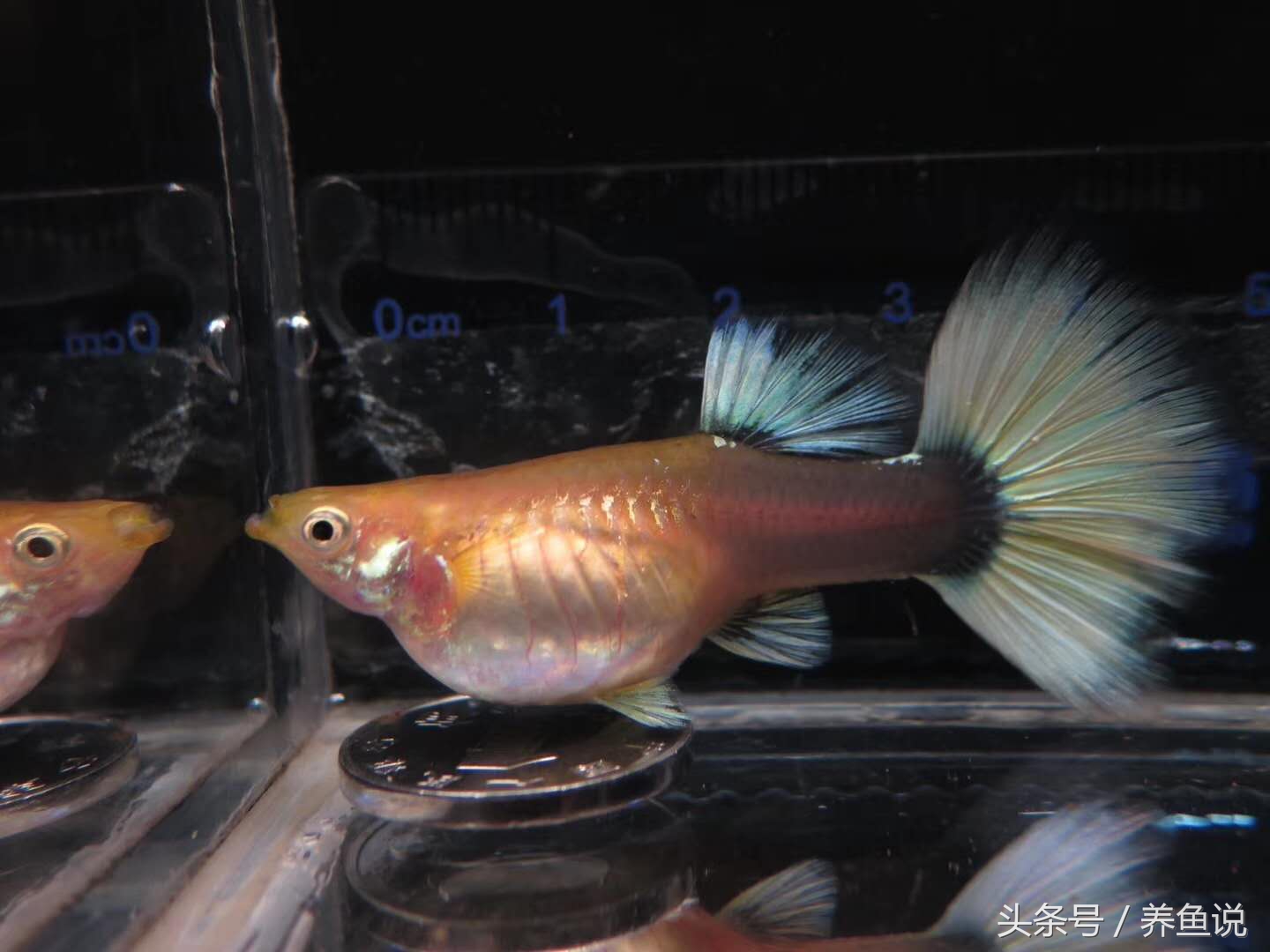 學會這5點,孔雀魚繁殖不用愁:孔雀魚品系大全與飼養4