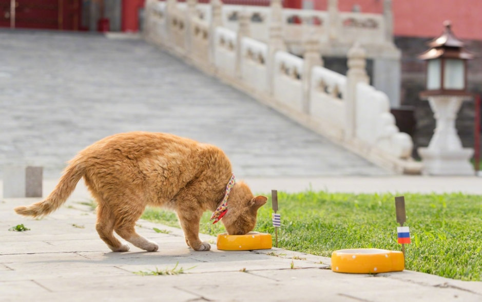 世界杯预言猫首测(球迷猫奴们都扎心了！这只世界杯预言猫居然……)