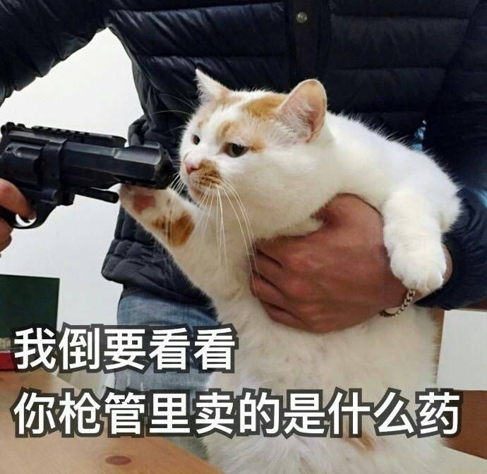 世界杯预言猫首测(球迷猫奴们都扎心了！这只世界杯预言猫居然……)