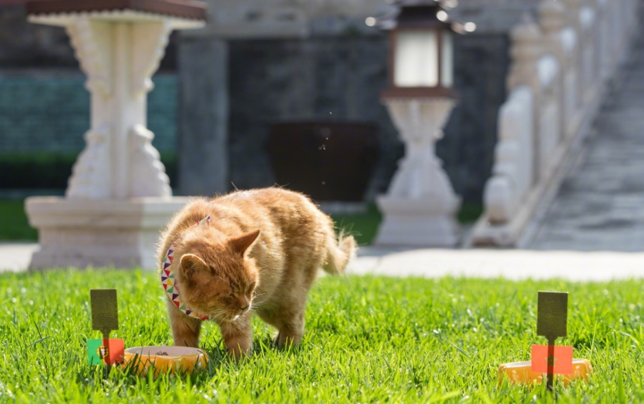 世界杯预言猫首测(球迷猫奴们都扎心了！这只世界杯预言猫居然……)