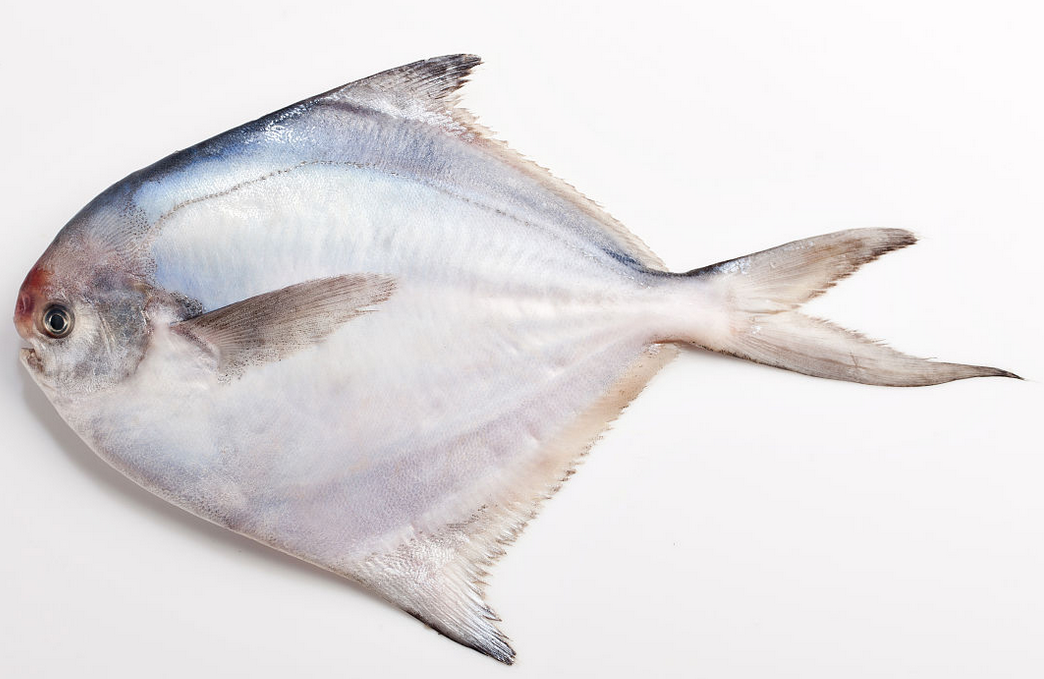 鲳魚的形态特征 生活習性以及分布地區鲳魚的形态特征鲳魚的生活習性鲳魚的分布 天天看點