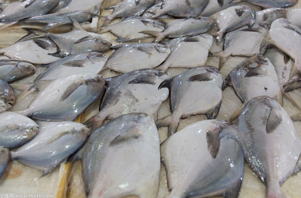 鲳魚的形态特征 生活習性以及分布地區鲳魚的形态特征鲳魚的生活習性鲳魚的分布 天天看點
