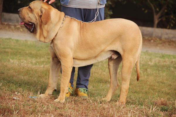 世界杯巴西德国牧羊犬(世界杯各国名犬大PK！德国、西班牙、阿根廷欲哭无泪！沙特笑喷了)