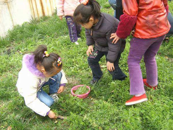 夏天必吃的野菜美食！人工种植亩产可达1000公斤，每斤售价6元！