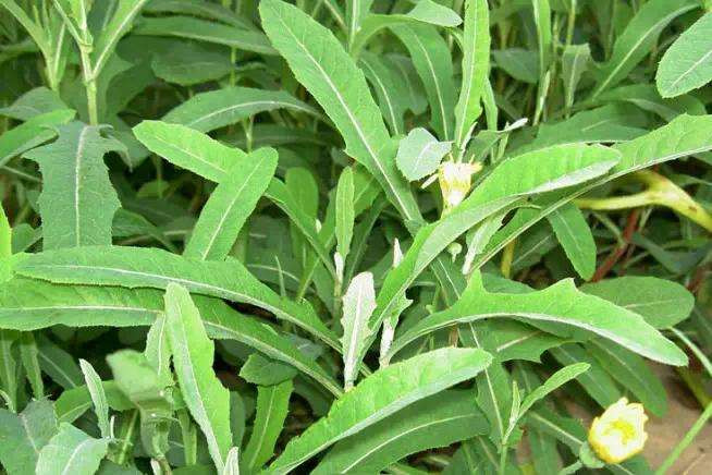 夏天必吃的野菜美食！人工种植亩产可达1000公斤，每斤售价6元！