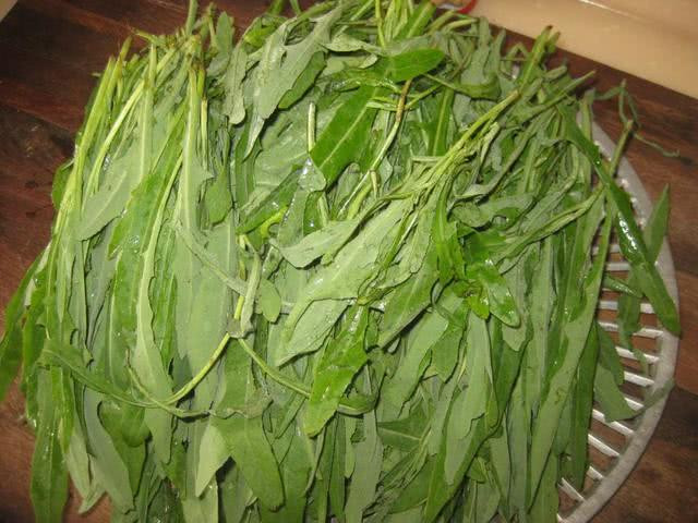 夏天必吃的野菜美食！人工种植亩产可达1000公斤，每斤售价6元！