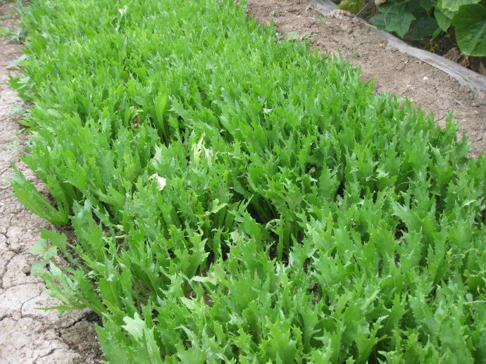 夏天必吃的野菜美食！人工种植亩产可达1000公斤，每斤售价6元！