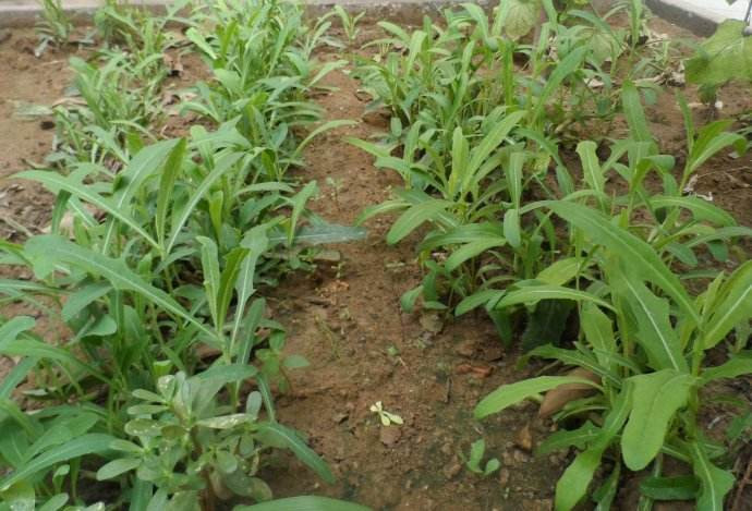 夏天必吃的野菜美食！人工种植亩产可达1000公斤，每斤售价6元！