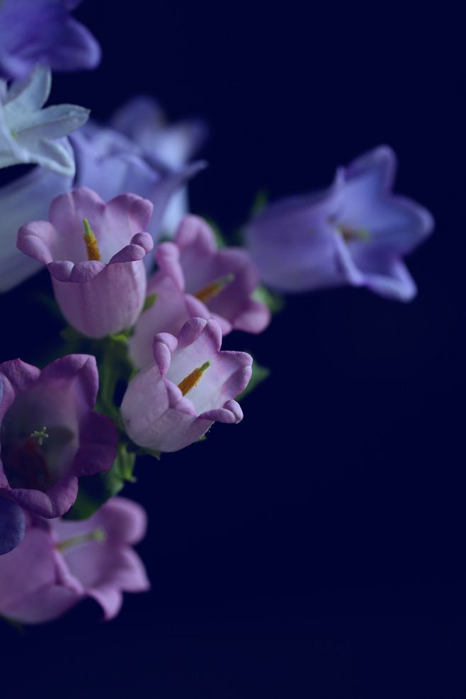 风铃花的花语是什么意思(风铃的花语介绍)