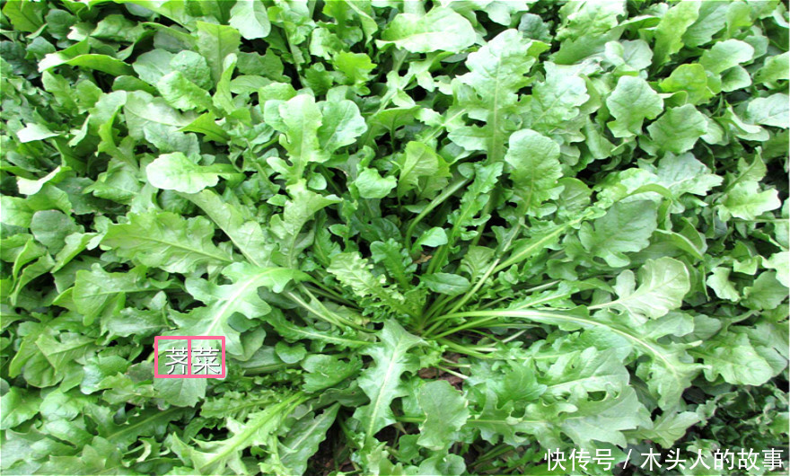 农村这些野菜,你还认识吗?过去是穷人的救命菜