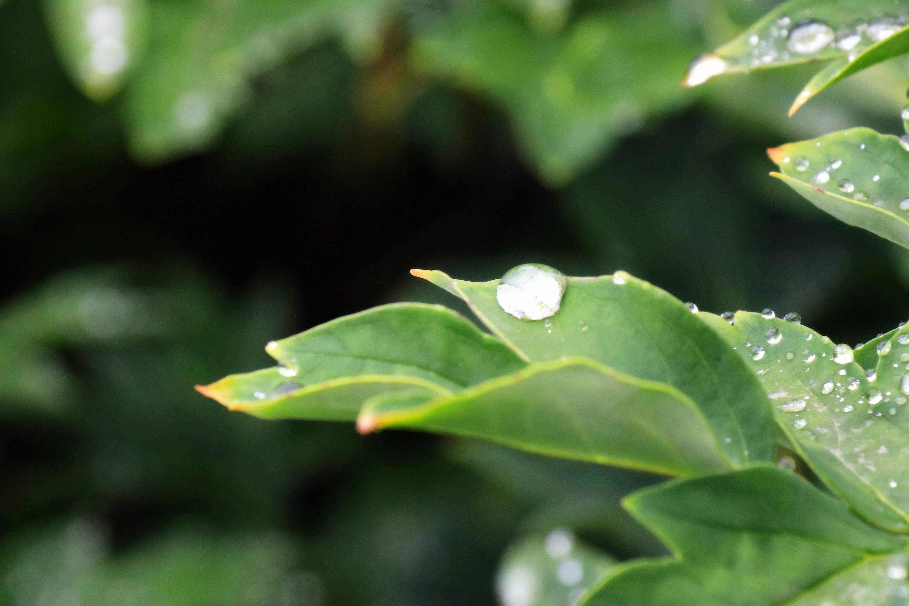 《落叶他乡树,寒灯独夜人》雨季《凉意》