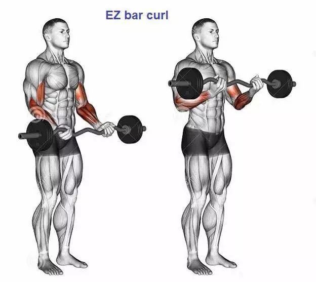 讓男人手臂更粗的25大動作，訓練必備！