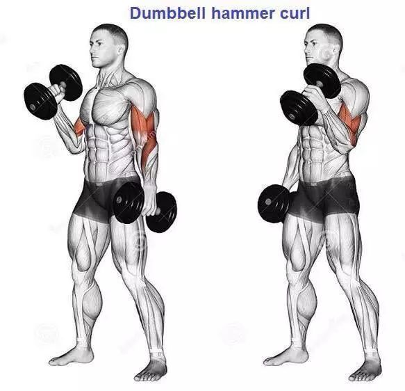 讓男人手臂更粗的25大動作，訓練必備！