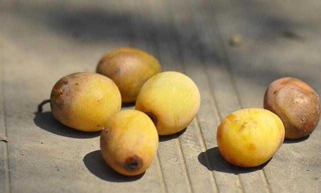 野生圆枣子(野生圆枣子糖尿病人能吃吗) - 上海苗木信息网