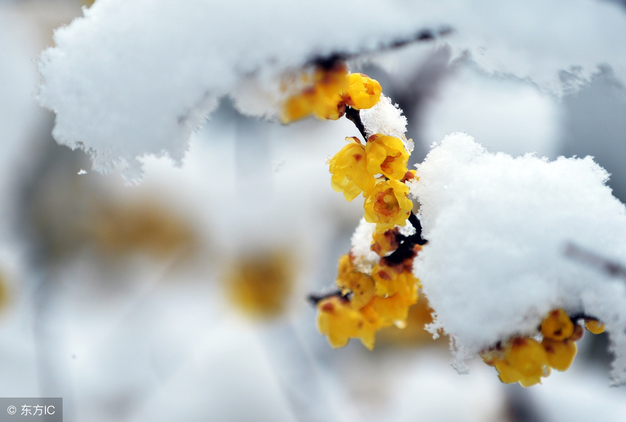 建议收藏：人教版七年语文上册一课一练《咏雪》，让你考试不丢分