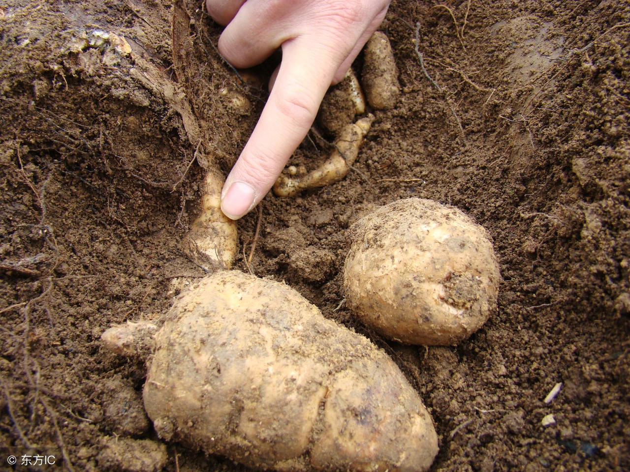 御风草根的功效与作用-我的快乐小窝