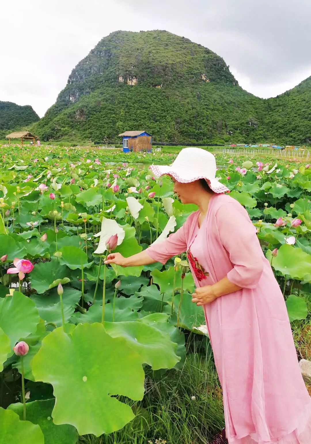 诗词专辑｜青莲旅游诗词：青荷不减来时路，更有幽香送到家